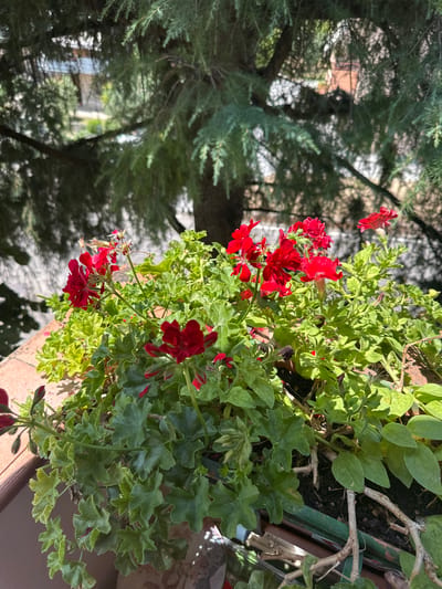 This is a close-up, eye-level, outdoor shot of red geraniums and petunias in a planter, set against a blurred background of green evergreen branches and dappled sunlight. The plants are lush, with numerous green leaves and vibrant red flowers in various stages of bloom. Some flowers are fully open, while others are still in bud. The planter appears to be on a balcony or ledge, suggested by the visible terracotta rim and the glimpse of fencing or railing. The environment is likely residential, given the presence of a tree and building structures in the distant, out-of-focus background, hinting at a location within a city like Montecchio, Italy, where such urban gardening is common. There are no people or animals present in the image. The overall impression is a brightly lit, natural scene with a focus on the colorful flowers.
