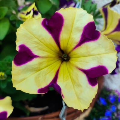 The image is a close-up, eye-level shot of a single, bi-colored petunia flower. The flower has large, trumpet-shaped petals that are predominantly yellow with striking, deep purple markings radiating from the center. The purple sections are somewhat irregular and appear as splatters or streaks, creating a vibrant, starburst pattern. The flower's edges are slightly ruffled.

The background is softly blurred, showing green foliage and hints of other flowers, including what appear to be small, blue blossoms in the lower right quadrant. A metallic chain, likely part of a hanging basket, is visible in the lower portion of the image, suggesting the flower is part of a planter. The overall lighting appears bright, indicative of daylight, and the focus is sharp on the central flower, drawing the viewer's attention to its intricate patterns and colors. There is no text visible in the image. The setting is likely an outdoor garden or a well-lit indoor space where plants are displayed.