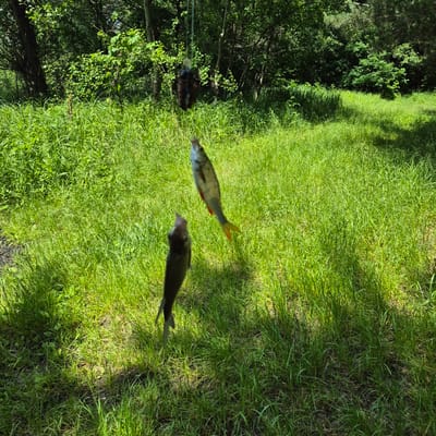 The image depicts two fish hanging from a string in a grassy, wooded area. The fish are positioned at different heights, with the lower fish appearing to be mid-leap or struggle. One fish is elongated and silver with orange fins, while the other is darker and more compact. They are suspended against a backdrop of lush green grass and dense trees. The lighting suggests it is daytime, with sunlight filtering through the foliage, creating dappled shadows on the ground. The environment appears natural and undeveloped, possibly a rural setting. The precise location in Chmyrivka, Ukraine, cannot be determined from the visual information alone.