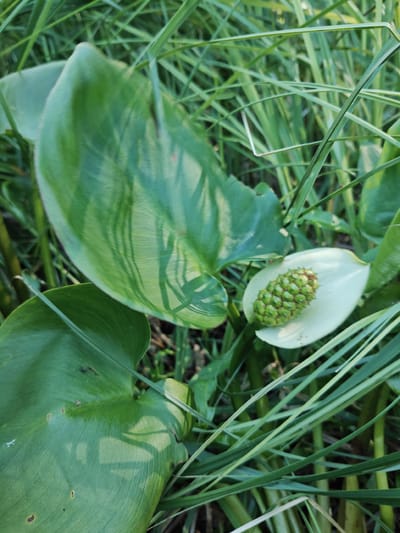 The image shows a close-up view of a water plant with large green leaves and a white spathe surrounding a green spadix in what appears to be a natural, grassy environment. The plant is partially obscured by long, thin blades of grass. The setting is identified as Raudoja, Estonia. There are no people or animals visible in the image. The focus is on the botanical details of the plant and its surrounding vegetation.