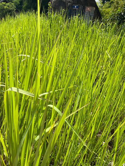 The image captures a close-up view of lush, vibrant green grass in Xayden, Laos. Sunlight illuminates the blades of grass, creating a bright and lively atmosphere. In the background, a large, dark, irregular-shaped rock structure is visible, adorned with two square emblems. One emblem is a blue rectangle with a white circle in the center, and the other is a red rectangle with a yellow star. Beyond the rock, a dense growth of trees and foliage forms a natural backdrop. The grass is the dominant element in the foreground, with some blades appearing more prominently in focus than others, suggesting a shallow depth of field. The overall scene depicts a natural outdoor environment in Xayden, Laos.