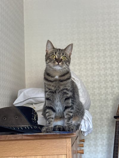 The image displays a domestic tabby cat centrally positioned and seated upright on a light wooden dresser within an indoor residential environment in Chippenham, United Kingdom. The cat exhibits brown-grey striped fur, a white chest marking, and wide yellow-green eyes with dilated pupils, directed forward. To the cat's immediate left, a dark brown and black hat, possibly made of suede, rests on the dresser. Behind the cat, a pile of white textiles, appearing to be pillows or bedding, is visible. The background wall features light-colored, patterned wallpaper with repeating geometric motifs. On the far right, a partial view of an acoustic guitar is present, leaning against the wall. No human subjects are depicted. The scene is uniformly illuminated by diffuse light.