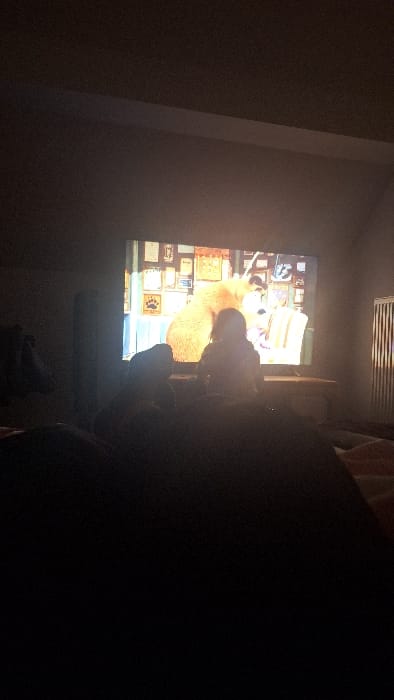 This image depicts an interior scene within a room located in Herxheim, Germany, under low-light conditions, likely during evening hours. A large, illuminated flat-panel television screen is centrally positioned, displaying an animated program. The content on the screen features a prominent, light-brown, furry character, partially obscuring a smaller figure, against a background wall adorned with multiple framed pictures or certificates, one of which prominently displays a paw print. Below the television, a dark, rectangular furniture piece, consistent with a TV stand, is visible. To the right of the screen, a vertical, ribbed heating element or radiator is partially visible. In the foreground, two individuals are present, observed from behind in silhouette, indicating they are seated or reclining and engaged in watching the television. The room's walls and ceiling are dark, with a lighter horizontal trim line visible across the upper wall. Portions of bedding or upholstery are discernible in the immediate foreground on the right.
