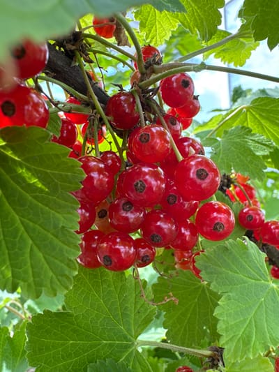 In Oliki, Russia, a close-up, low-angle shot captures a cluster of ripe red currants hanging from a branch. The berries, varying in size and shade of red, are glistening, with some showing the characteristic dark blossom end. They are interspersed with vibrant green leaves, some of which are out of focus, creating a shallow depth of field. The background is softly blurred, with hints of sky and more foliage visible. The image appears to be taken outdoors, likely in a garden or natural setting, during daylight.