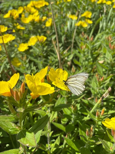 A black and white butterfly with intricate wing patterns rests on a bright yellow flower. The flower is part of a cluster of similar yellow blossoms, with some unfurled and others still in bud, their tips tinged with red. The surrounding foliage is a vibrant green, with sunlight filtering through, creating dappled shadows. The overall impression is of a sun-drenched natural scene, likely a garden or meadow. The specific location is the city of Kordovo, Russia.