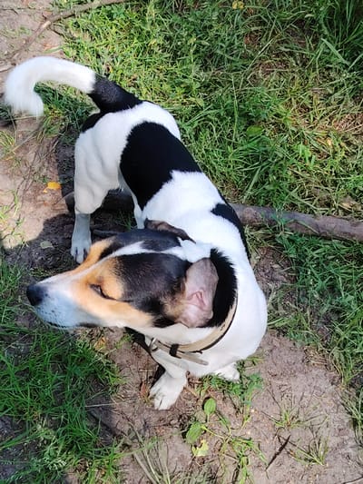 A medium-shot image, taken from a high angle, shows a tri-colored Jack Russell Terrier sitting on the ground amidst grass and dirt. The dog is mostly white with large black markings on its back and tail. Its head is turned to the left, showing its brown and white face with black markings around its eyes and nose. The dog wears a light-colored collar. The background consists of green grass, dry dirt, and a fallen branch. The lighting suggests it is daytime with sunlight casting shadows. The scene appears to be an outdoor natural setting, likely a park or backyard. There are no people or other animals visible in the image. The location is identified as Чарацянскі сельскі Савет, Belarus.