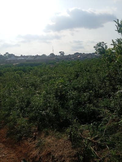 In Gwagwa, Nigeria, a vast expanse of lush green vegetation dominates the foreground, with individual plants and tall grasses creating a dense canopy. The terrain slopes upwards from the bottom of the frame. In the middle ground, a collection of buildings with metallic roofs are visible, interspersed with trees and other vegetation. A prominent telecommunications mast stands tall among the structures. The background reveals a hazy sky with scattered clouds. The overall scene depicts a rural or semi-urban settlement surrounded by abundant plant life.