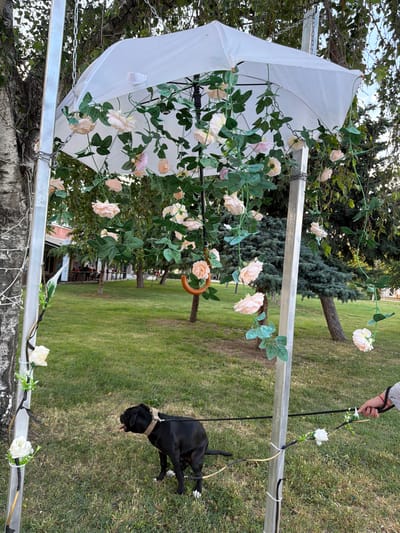 The image depicts a black dog on a leash, standing on a grassy area near a decorative archway adorned with artificial roses and greenery. An umbrella, also decorated with artificial flowers, is suspended above the arch. A person's hand is visible holding the leash of the dog. In the background, there are trees, grass, and buildings that appear to be part of an outdoor dining area or cafe. The scene suggests an outdoor event or celebration, possibly a wedding or party, given the floral decorations. The location of Lyubimets, Bulgaria, implies this is an outdoor setting within that town.