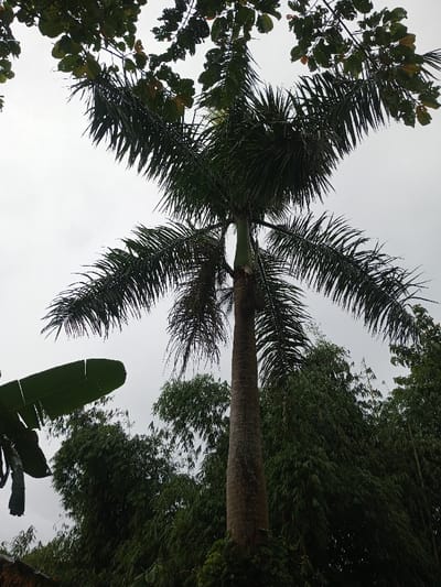 A tall palm tree dominates the frame against a cloudy sky. Its fronds extend in a symmetrical pattern. Other foliage surrounds the base and appears in the background, including banana leaves on the left and various trees and greenery. Overhanging branches with broad leaves are visible at the top, framing the palm. The tree's trunk is long and textured.