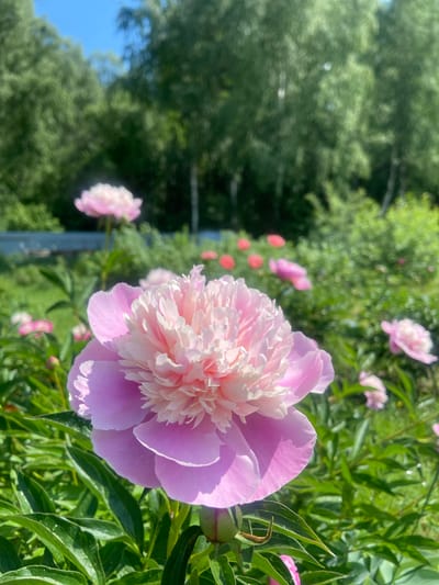 A close-up, eye-level, vertical shot captures a pink peony in full bloom, dominating the foreground. The flower, with its layered petals transitioning from a deep pink at the base to a lighter, almost white hue at the ruffled center, is slightly out of focus due to the shallow depth of field. Lush green foliage surrounds the peony, with water droplets visible on the leaves, suggesting recent rain or dew.

In the midground and background, more peonies in various stages of bloom, some pink and some a vibrant coral, dot the garden. The scene is set against a backdrop of a verdant forest with a clear blue sky overhead. The soft, diffused lighting suggests a bright, sunny day. The image appears to be taken in a garden setting, possibly in the village of Kostiunino, Russia, judging by the context provided. There are no people or animals present in the frame.
