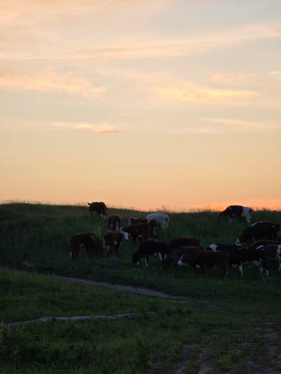 A herd of cows grazes on a grassy hill during sunset in Togashevo, Russia. The sky is a pale orange and yellow, with wispy clouds. The cows are silhouetted against the dimming light. Some are black and white, while others are a solid brown. The grass is a deep green, with a path winding through it. The overall mood is peaceful and serene.