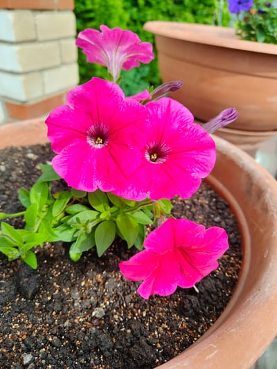 This image shows a close-up of vibrant pink petunias in a terracotta pot filled with dark soil and small stones. The flowers are the main focus, with their trumpet-shaped blooms and dark centers. Green leaves are visible, along with a few unopened buds. In the background, out of focus, is a brick structure and another larger terracotta pot, suggesting an outdoor setting like a garden or balcony in a city like Starosemeikino, Russia. The lighting suggests it is daytime.