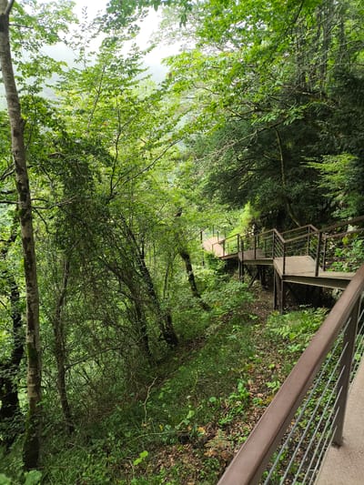 The image depicts a wooden and metal walkway winding through a dense, lush forest. The walkway, constructed with metal railings and wooden planks, is elevated and follows the contour of the terrain, suggesting it is designed for hikers or tourists. The surrounding environment is characterized by a profusion of green foliage, including trees with thick canopies, undergrowth, and ferns, indicative of a humid and temperate climate. The presence of a well-maintained walkway in such a natural setting suggests a park or a nature reserve. While the specific location in Bangveti, Georgia, is not visually identifiable, the scene evokes a sense of natural beauty and outdoor recreation. There are no people visible in the image, and the focus is solely on the pathway and its integration with the forest environment.