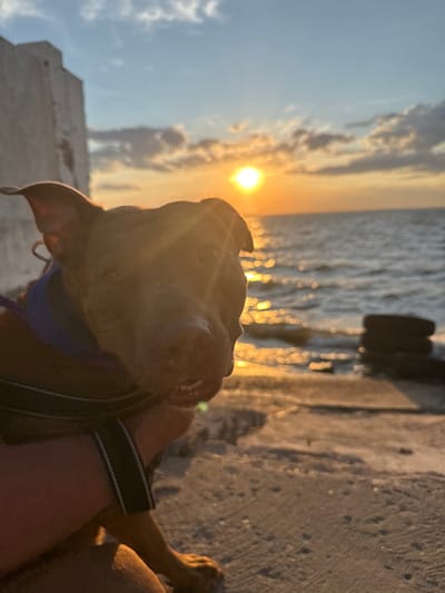 An outdoor, eye-level shot captures a close-up of a dog's face against a sunset seascape. The dog, a brindle pit bull mix, is wearing a blue collar and a dark harness. The dog's mouth is slightly open, showing its teeth. The background features the sea, with gentle waves reflecting the setting sun. In the distance, two stacked tires are visible on the shore. The sky is a gradient of blue and orange, with scattered clouds. To the left, a portion of a light-colored concrete structure is visible. The image appears to be taken at a beach or waterfront area.