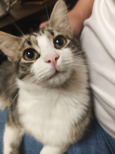 This is a close-up, slightly blurry photograph of a domestic cat. The cat is a tabby with white markings on its chest, face, and paws. It has large, expressive green eyes and a pink nose. The cat is looking directly at the camera with a curious or alert expression. It appears to be sitting on someone's lap, as a person's arm and shoulder are visible in the upper right portion of the frame, covered by a white garment. The lower part of the image shows blue denim, likely the person's jeans. The background is dark and out of focus, offering little detail about the setting. The lighting appears to be indoor, with a warm tone. There is no visible text in the image. The overall impression is an intimate portrait of a pet.