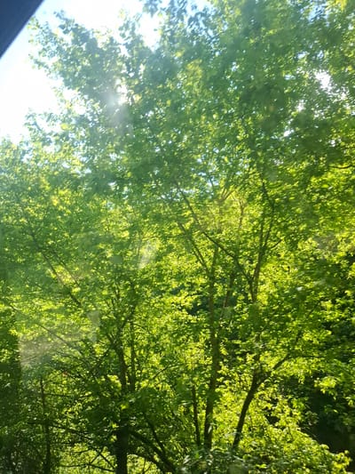 The image captures a vibrant, sunlit tree canopy viewed from below, looking up towards the sky. Dense, lush green leaves dominate the frame, appearing translucent and bright where direct sunlight filters through them. Various shades of green are visible, with brighter, almost luminous greens contrasting with darker, shadowed areas. Numerous strong sunbeams and lens flares are evident, emphasizing the bright, clear conditions. Patches of bright sky, a mix of white and light blue, are visible through the gaps in the foliage. Darker tree branches crisscross through the canopy. In the bottom-left corner, a dark, indistinct element suggests the photo was taken from inside a vehicle or beneath an overhang. The scene depicts a bright, sunny day outdoors, likely in a natural or forested area within Нареченски бани, Bulgaria. There are no people, man-made objects other than the suggested vehicle part, or visible text.