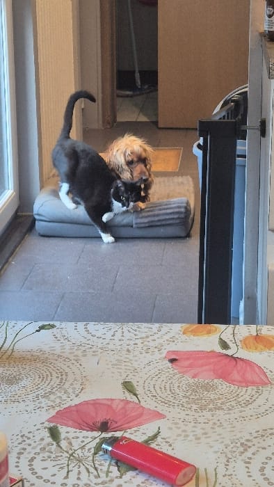 This image depicts an indoor domestic scene, likely in a residence in Melle, Belgium, though specific identifying features of the location are not visible. In the midground, a black and white tuxedo cat is positioned on a grey pet bed, standing over a light brown, shaggy-haired dog, possibly a Cocker Spaniel, which is resting on the bed. The cat's tail is curved upwards, and it appears to be looking towards the viewer, with its front paws on the bed's edge and hind paws further back. The dog's head is visible, facing towards the right side of the frame. The pet bed is situated on a grey tiled floor next to a glass-paned door or window on the left. In the background, an open doorway reveals a dimly lit room with a mop visible against a back wall. A dark vertical barrier, possibly a pet gate, is partially visible on the right. In the foreground, the lower portion of a table is covered with a patterned tablecloth featuring red and orange poppy flowers and circular white designs. A red utility lighter is prominently placed on the tablecloth.