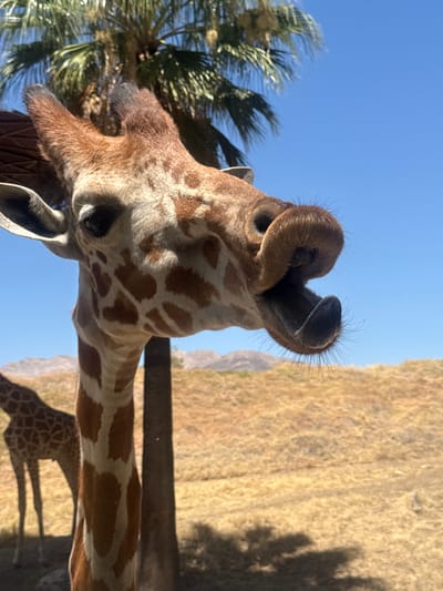 A low-angle, close-up shot focuses on the head and upper neck of a giraffe, captured against a clear blue sky. The giraffe, positioned on the left side of the frame, appears to be looking down towards the viewer, its snout prominent with visible nostrils, whiskers, and a slightly curled upper lip, suggesting curiosity. Its distinctive brown and cream patterned hide is clearly visible across its head and neck.
To the left of the giraffe's head, blurred green fronds of a palm tree are visible, possibly swaying. The background to the right features a vast, sun-drenched expanse of golden-brown, dry grassy terrain, with faint mountain ranges visible in the distance under the bright sky. A dark horizontal fence post or bar cuts across the mid-ground. Behind this, the lower body and legs of another giraffe, identifiable by its patterned hide, are visible, casting long shadows on the arid ground.
The scene depicts a sunny day in a warm, dry climate, characteristic of Palm Desert, United States of America, likely within a zoo or wildlife park setting. No visible text is present.