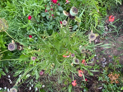 The image depicts an overhead view of a garden bed featuring various plants, including red roses, green foliage, and poppy seed pods. Several poppy seed pods are visible, some still attached to stems and others detached. Scattered red poppy petals lie on the ground amongst the greenery and soil. The ground appears to be a mix of dark soil and mulch. The scene suggests a garden in a natural state, possibly after a recent bloom or at the end of a season. No people are present in the image, and no specific landmarks or identifiable structures are visible, making it impossible to determine the exact location within Skurighino, Russia, or any other specific urban context.