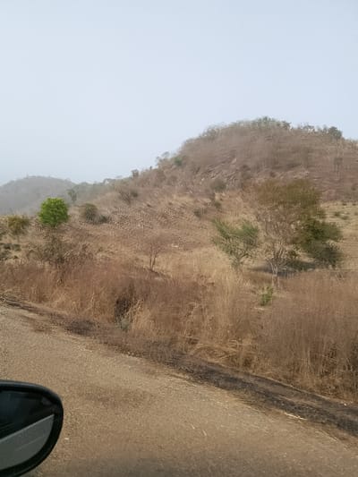 The scene depicts a dry, hilly landscape in Jibam, Nigeria, viewed from the interior of a vehicle, evidenced by a partial black side mirror in the lower left foreground. The foreground consists of a muted brown, textured surface, likely a dirt road or track, with a strip of darker, possibly burnt, ground running parallel to the road on its right side. Beyond this, the midground and background are dominated by undulating hills covered in predominantly sparse, dry, brown vegetation, including tall grasses and deciduous trees with minimal foliage. A distinct, isolated tree with vibrant green leaves stands out in the mid-left portion of the frame. The sky is pale grey and hazy, obscuring distant features. No people, subjects, or direct actions are visible. The environment appears arid or semi-arid, characteristic of a dry season.