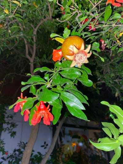 A pomegranate tree branch displays a young, greenish-yellow pomegranate, partially open with visible seeds and petals, surrounded by several vibrant red pomegranate flowers. The leaves are a lush green, and the branch is set against a dark, out-of-focus background of other trees and foliage. The scene appears to be in a garden or outdoor setting. The overall lighting suggests it may be dusk or nighttime. The location is identified as Bakırköy, Turkey.