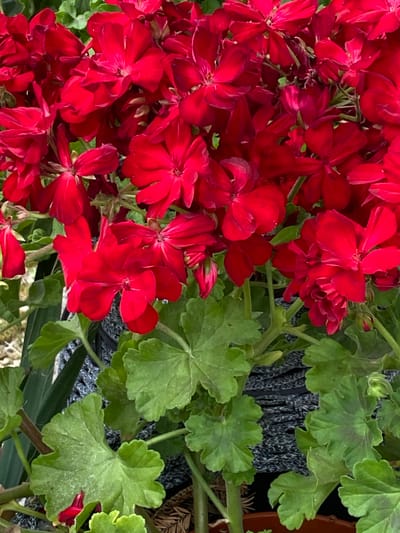 A close-up, eye-level shot captures a dense cluster of bright red geranium flowers with green, lobed leaves. The flowers are a vibrant scarlet with five petals, some fully open and others in bud. The leaves are a lush green with a slightly wavy edge and visible veins, some showing darker, circular patterns. A textured dark gray planter is partially visible behind the foliage. The scene is outdoors, suggesting a garden or balcony setting. The image is focused on the floral arrangement, with a shallow depth of field blurring the background elements. The lighting is bright, likely natural daylight, creating distinct highlights and shadows on the petals and leaves. The overall impression is one of abundant, healthy plant life. The image is located in Velykyi Bychkiv, Ukraine.
