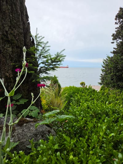 This is a vertical, wide-angle, outdoor shot of a scenic view, likely near the water. In the foreground, a large, rough-barked tree trunk occupies the left side of the frame, with a sprig of pine needles extending from its upper section. A rough, moss-covered rock sits to the right of the tree. Delicate pink flowers with long, slender stems are in focus in the lower-middle of the image, reaching upwards.
Beyond the foreground elements, a body of water stretches across the middle ground. A red and white ship is visible in the distance on the water. A narrow strip of sand and a paved path are visible along the edge of the water. The background consists of lush, green bushes and trees that frame the view of the water and sky. The sky is overcast with hints of blue peeking through.
The scene suggests a tranquil, natural setting, possibly a park or garden overlooking the ocean. The lighting indicates it is daytime, and the overcast sky hints at potentially mild or humid weather. There is no visible text in the image. The overall mood is peaceful and serene.
