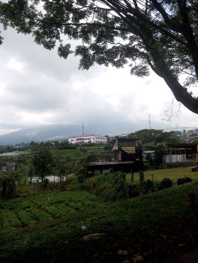 The image depicts an elevated view of a rural and semi-urban landscape in Ura-Dozhi, Bhutan, under an overcast sky. In the upper right foreground, dark green foliage from a large tree, including its moss-covered trunk and branches, partially frames the scene.
The mid-ground features extensive green terraced fields, indicative of agriculture, which descend from left to right. Within these fields, in the lower-mid-left section, a single individual is observed bent over, engaged in activity among the rows of vegetation. Scattered among the fields and on adjacent slight elevations are several modest, single-story structures, some with corrugated roofs. One structure in the mid-right exhibits a visible yellow banner or sign on its facade.
In the background, positioned on a distant hill, a prominent multi-story building with white walls and a reddish roof is clearly visible. Two slender communication towers, one to the left and one to the right of this building, rise from the landscape. The furthest background consists of a mountain range partially shrouded by atmospheric haze or clouds. The overall environment is characterized by dense green vegetation, cultivated land, and scattered human habitation with some modern infrastructure. No direct interactions between individuals are visible.