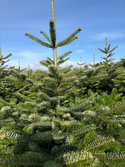 The image displays a dense plantation of young evergreen trees, likely firs, under a clear blue sky with scattered wispy white clouds. The location is Kirkton of Menmuir, United Kingdom. A single, well-formed evergreen tree dominates the foreground, exhibiting numerous dark green needles with a lighter, almost silvery underside, arranged spirally around its branches. Its central leader extends vertically with a distinct, slender top shoot. Multiple similar trees of various heights and densities extend into the midground and background, creating an expansive field of foliage. The lighting suggests direct sunlight from overhead. No human presence, structures, or animal life are observed.