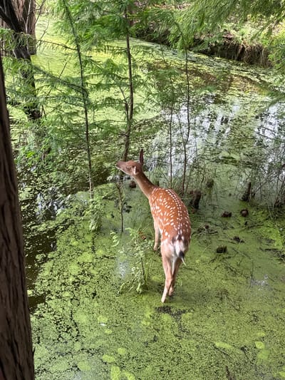 A young spotted deer stands in a shallow, algae-covered body of water surrounded by lush green foliage and trees. The deer, with its coat dappled with white spots, is facing away from the viewer and appears to be reaching for leaves with its head. The water's surface is thick with bright green algae, and the reflections of the surrounding trees are visible. The scene suggests a natural, tranquil environment, possibly a wetland or swamp area within Lin'an District, China.