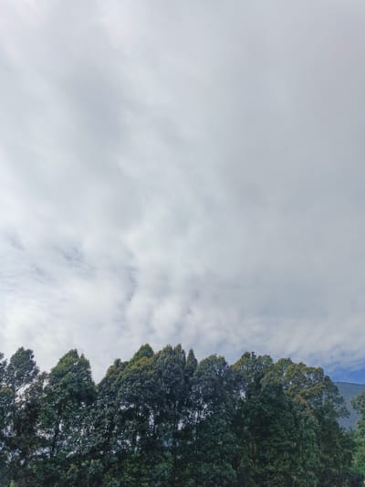 The image captures a dense line of trees against a predominantly cloudy sky. The trees, varying shades of green, dominate the lower portion of the frame. Above, the sky is filled with a mix of gray and white clouds, creating an overcast atmosphere. A faint hint of blue sky and a mountain peak are visible in the upper right corner. The overall scene evokes a sense of nature under a muted, cloudy day.