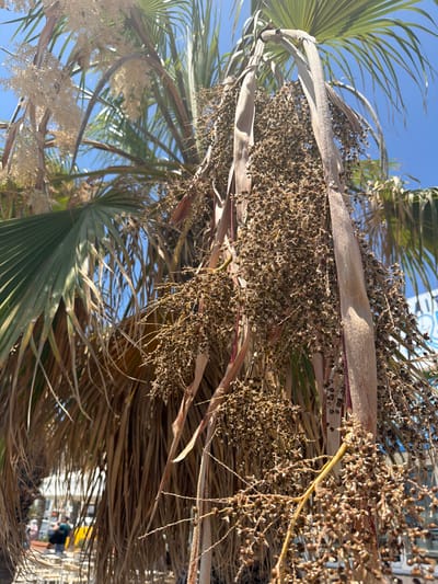 The image shows a close-up view of a palm tree with clusters of dried fruit or seed pods hanging from it. The palm fronds are visible, some green and some dried and brown. The background is a clear blue sky. In the lower left corner, blurred figures of people and what appear to be tables and chairs can be seen, suggesting an outdoor seating area. The overall scene is outdoors, likely in a warm climate, with hints of a public space. The location is specified as Gżira, Malta, a coastal town known for its palm-lined streets and waterfront areas.