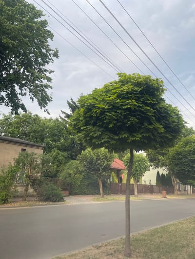 A view of a residential street in Konstantynów Łódzki, Poland, on a cloudy day, with a focus on lush green trees lining the roadside and in front of houses. A paved road occupies the foreground, with a grass verge on the right. Several large, round-topped trees dominate the scene, their dense foliage creating a shaded canopy. Behind the trees, a variety of residential buildings are visible, some with fences and gates. Overhead, power lines stretch across the sky, contributing to the urban atmosphere. The scene depicts a quiet, suburban environment characterized by abundant vegetation.