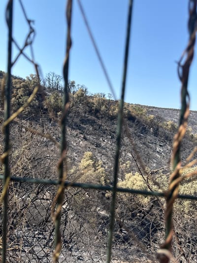 The image depicts a scene of a wildfire aftermath in Mas Ambròs, Spain. A chain-link fence with blurred vegetation in the foreground partially obscures a hillside covered in dark, burnt vegetation and trees. Patches of light-colored, seemingly less affected foliage are visible amidst the black ash and charred remains. The sky is clear and blue. The overall impression is one of destruction and desolation.