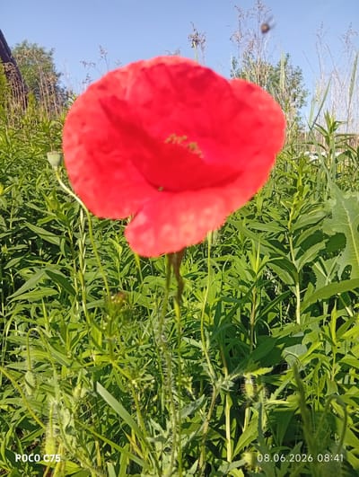 A close-up, eye-level, outdoor shot showcases a vibrant red poppy in full bloom, its petals slightly blurred by the focus on the foreground. The poppy is surrounded by a dense field of lush green foliage, with some taller, dry grasses in the background. The sky above is a clear, bright blue, with a hint of a contrail visible. To the far left, the dark outline of a structure, possibly a building or fence, can be seen. In the upper right quadrant of the sky, a small, dark insect, likely a bee, is captured mid-flight. The bottom left corner of the image displays the text "POCO C75" and the bottom right corner shows the date and time "08.06.2026 08:41". The scene depicts a natural setting, possibly a field or garden in Kiełczów, Poland.