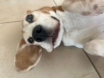 A beagle lies on its back, revealing its white chest and belly. The dog's head is tilted towards the camera, with its black nose prominently displayed. Its eyes are dark and alert. One ear hangs down, showcasing its tan color. The background consists of neutral-toned floor tiles. The overall impression is one of playful relaxation.