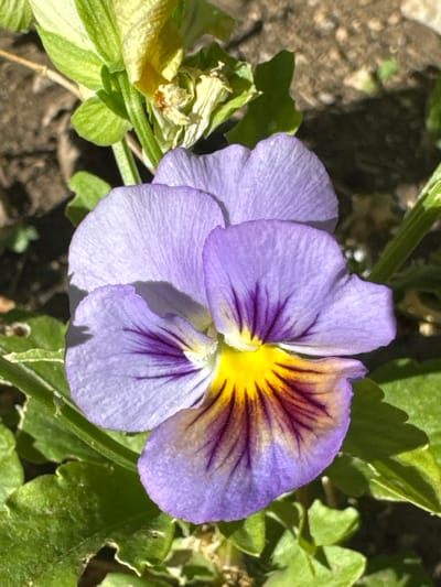 A close-up, top-down view showcases a vibrant pansy flower with light purple petals. The flower's center features a striking contrast with bright yellow radiating outwards, transitioning into deep purple streaks that extend onto the purple petals. The petals appear delicate and textured, with visible veins. The pansy is surrounded by lush green foliage, some of which shows signs of wilting and yellowing, suggesting a natural outdoor setting. The background is a blur of dark soil and green leaves, indicating a garden or natural environment. The lighting suggests it is daytime, with shadows cast on the lower petals, hinting at sunlight coming from above and slightly to the right. There is no visible text in the image. The location context provided is Branipole, Bulgaria.