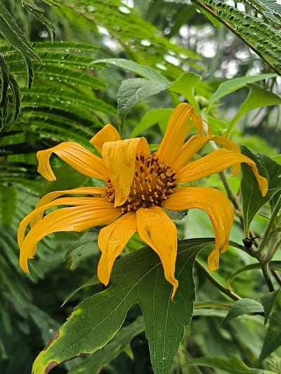 In Bintangpermata, Indonesia, a close-up shot captures a yellow flower with wilted petals against a backdrop of lush green foliage. Water droplets are visible on the leaves and petals, suggesting recent rain. The flower's center is a cluster of small, dark florets, and its yellow petals are curved and drooping. Some leaves in the foreground show browning at the edges. The background is blurred, with soft green tones and indistinct shapes, indicating a natural, outdoor setting, possibly a garden or a natural landscape within the city of Bintangpermata.