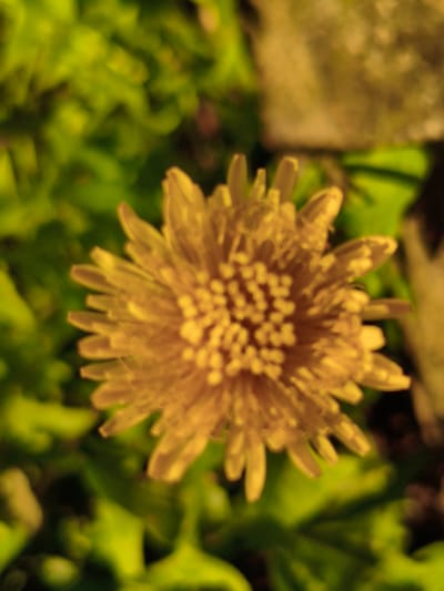 The image is a close-up, shallow depth-of-field photograph of a yellow flower, likely a dandelion, in the natural environment of Ақсуат ауылдық округі, Kazakhstan. The flower is the central subject and is in sharp focus, showcasing its intricate structure of many small petals radiating outwards. The background is a blur of green foliage and a lighter, textured object, possibly a rock or weathered surface. The lighting suggests it was taken outdoors during the day, with sunlight illuminating the flower. There are no people or animals visible in the image. The scene depicts a moment of natural beauty within a rural or semi-rural setting, consistent with the geography of Ақсуат ауылдық округі.