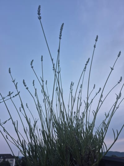 The image shows a close-up view of lavender stalks against a cloudy sky, likely taken from a balcony or elevated position. The lavender appears to be in a pot, as indicated by the dark horizontal edge at the bottom right of the frame. In the background, a few buildings and a distant hill are visible, suggesting an urban or suburban setting. The lighting indicates it is either dawn or dusk. The image does not contain any people or specific identifiable landmarks of Hagen, Germany.