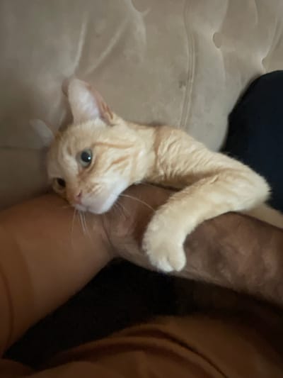 A pale orange tabby cat with green eyes rests its head on a person's arm. The cat's body is draped across the arm, and its paws are visible. The person's arm is brown and hairy. The background consists of a light-colored, tufted couch and a dark blue fabric, possibly clothing. The scene appears to be indoors, in a domestic setting. There is no information in the image to indicate the location is the city of Хаджалмахи, Russia.