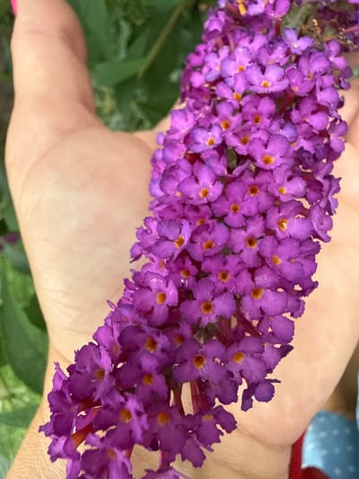 A person's hand, exhibiting skin texture and faint lines, is holding a cluster of small, vibrant purple flowers with orange centers. The flowers are densely packed on a stem, forming a spike-like inflorescence. The background is blurred, showing green foliage and hints of other colorful objects, possibly clothing, in the lower right corner. The image is a close-up shot, focusing on the hand and the flowers. The exact location within Fairview Township, United States of America, is not ascertainable from the provided image.