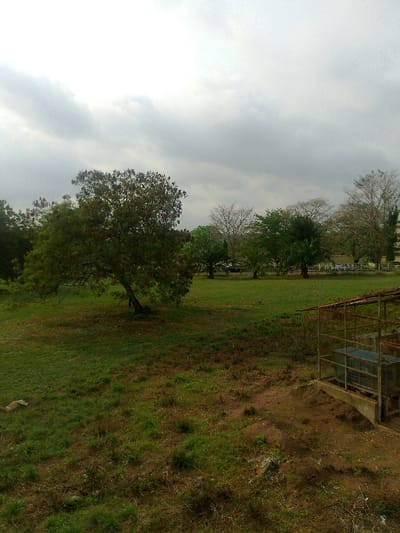 The scene depicts an outdoor landscape in Alabata, Nigeria, under an overcast sky. The foreground and mid-ground consist of an expansive, uneven grassy field with patches of green, dried vegetation, and exposed brown soil. To the immediate foreground, on the right, stands a partially visible, open-sided, rudimentary structure constructed from rusted metal bars, supporting a light-colored, possibly corrugated metal, roof. Within this structure, two rectangular, metallic enclosures or cages rest on a raised concrete foundation, surrounded by disturbed earth.

A prominent, deciduous tree with a dense canopy of green and reddish-brown leaves is situated in the mid-ground, slightly left of center, casting minimal shadow due to the diffuse light. Further into the background, a horizontal paved road or pathway traverses the scene, along which several vehicles are visible; a blue sedan is distinguishable, alongside other lighter-colored vehicles. A line of varied trees, including some with sparse foliage and others with dense green leaves, separates the field from the road and structures beyond. In the far background, to the right, a multi-story building with light-colored exterior walls is partially obscured by trees. No individuals are present, and no actions or interactions are observed.