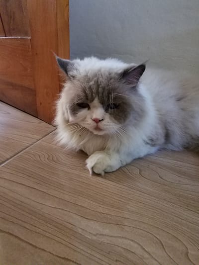 In Sidorejo, Indonesia, a fluffy cat with white and gray fur lies on a wooden floor. The cat is positioned in the lower right portion of the frame, facing the viewer with its head slightly turned. Its eyes are partially closed, and its expression appears relaxed or perhaps sleepy. The cat's front paws are tucked beneath its chest, and its tail is not visible. To the left of the cat, a portion of a wooden door is visible, its surface showing a warm, brown grain pattern. The background consists of a plain, light-colored wall. The floor is made of wooden planks with a visible grain texture.
