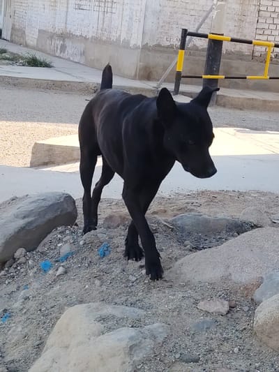 This image captures an outdoor urban or suburban scene in La Esperanza, Peru. A lean, short-haired black dog is the primary subject, positioned centrally and walking from left to right across uneven terrain. The dog has erect, pointed ears and its tail is held in an upward curve; its head is lowered slightly, facing right. The immediate foreground and midground consist of light brown dirt and gravel mixed with various sizes of light-colored rocks, among which fragments of blue plastic debris are visible. In the background, a concrete sidewalk or raised platform is present, beyond which a light-colored brick or concrete block wall, showing signs of wear and plaster deterioration, is visible. To the right, a black and yellow striped barrier post or gate structure stands. The scene is illuminated by daylight.