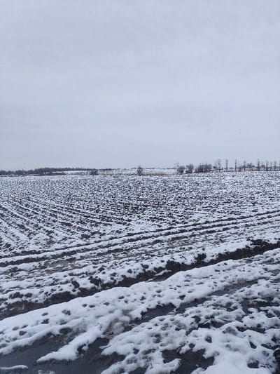 A field in winter under an overcast sky shows rows of dark, tilled earth partially covered with snow. In the distance, a sparse line of trees marks the horizon. The sky is a uniform gray, with no visible sun. The field itself is uneven, with patches of exposed soil and snow-covered ridges. A thin layer of snow dusts the entire scene, creating a muted, wintry landscape.