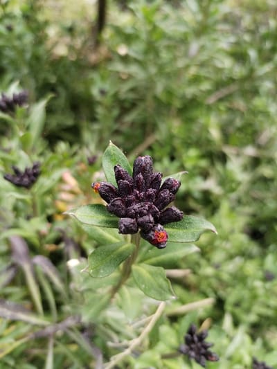 This close-up photograph, taken in the city of Limbur, Uzbekistan, depicts a central cluster of dark purplish-black, tightly packed plant buds or fruits, approximately 3 cm in diameter. The cluster exhibits a textured, granular surface, with several individual components displaying small, irregular reddish-orange tips. It is supported by a slender green stem, from which emerge several medium-green, ovate to lanceolate leaves. These leaves feature visible venation and a slight dust-like residue; one leaf presents a minor irregular tear on its upper edge. The background comprises heavily blurred green foliage, with additional out-of-focus dark plant clusters visible, suggesting a dense growth environment. The scene is illuminated by soft, diffused light, casting no distinct shadows.