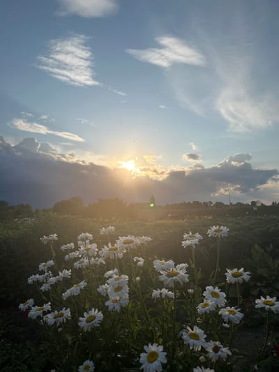 This is a low-angle, full-shot photograph of a field of daisies at sunset. The sun is low in the sky, casting a warm, golden light and creating lens flare. The sky is blue with scattered white clouds, some of which are dark and stormy. In the foreground, a dense patch of white daisies with yellow centers fills the lower half of the frame. The daisies are illuminated by the setting sun, and their petals are soft and luminous. Behind the daisies, a line of trees and some buildings are visible in the distance, silhouetted against the bright sky. The overall mood of the image is peaceful and serene. The location is identified as Zhuhavichy rural council, Belarus.