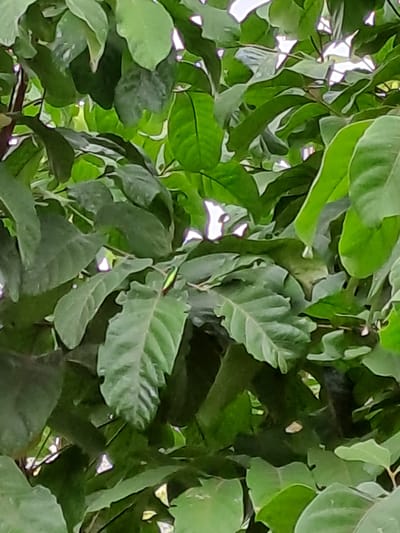 A praying mantis with a green body is perched on the underside of a broad, green leaf. The mantis is positioned centrally in the image, and its body is angled slightly towards the right. The leaves are dense and create a layered backdrop, with patches of sunlight filtering through the foliage. The scene is set outdoors, likely in a garden or natural area, with the lush greenery suggesting a tropical or subtropical environment. There are no people visible in the image.