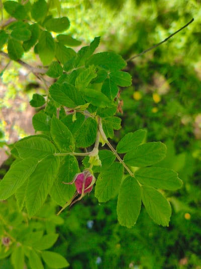 A close-up, overhead shot features a branch of a wild rose bush laden with vibrant green leaves and one unopened pink rosebud. The branch is angled downwards from the left, with the leaves fanning out around it. The rosebud, a deep pink with a hint of red, is positioned near the lower left of the frame, its sepals extended and fuzzy. The background is a soft blur of green foliage, suggesting a natural outdoor setting. There are no people or visible signs of urban infrastructure in the image. The scene is consistent with a natural setting found in or around Apatity, Russia, a city known for its proximity to natural landscapes.